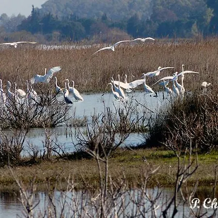 Kalogria Beach Apartments *