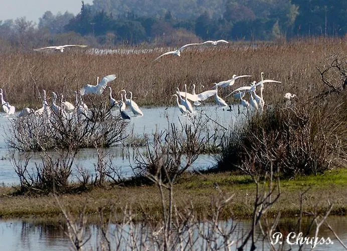 Kalogria Beach Apartments *